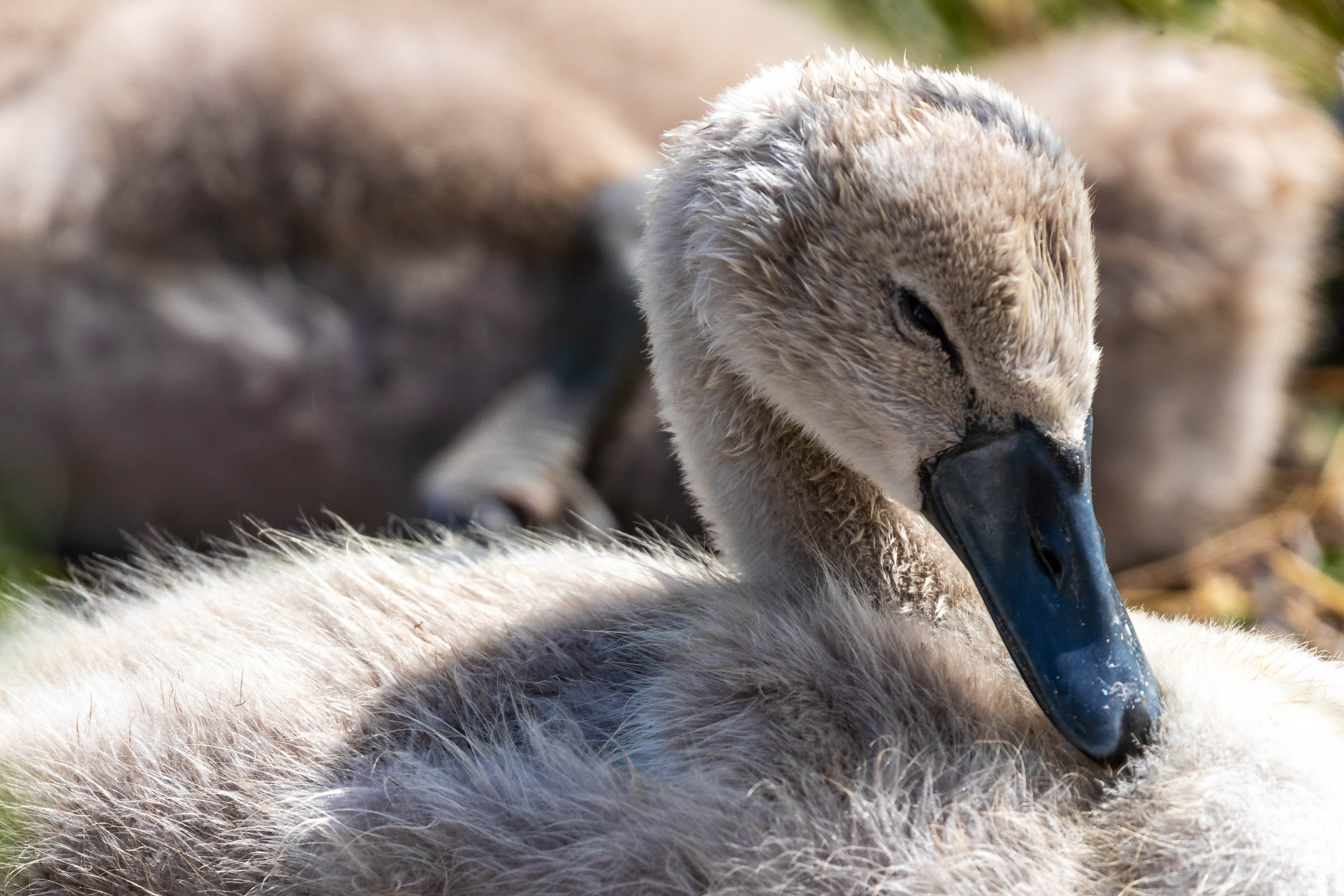 wildlife/DM-201800014-Web Size.jpg